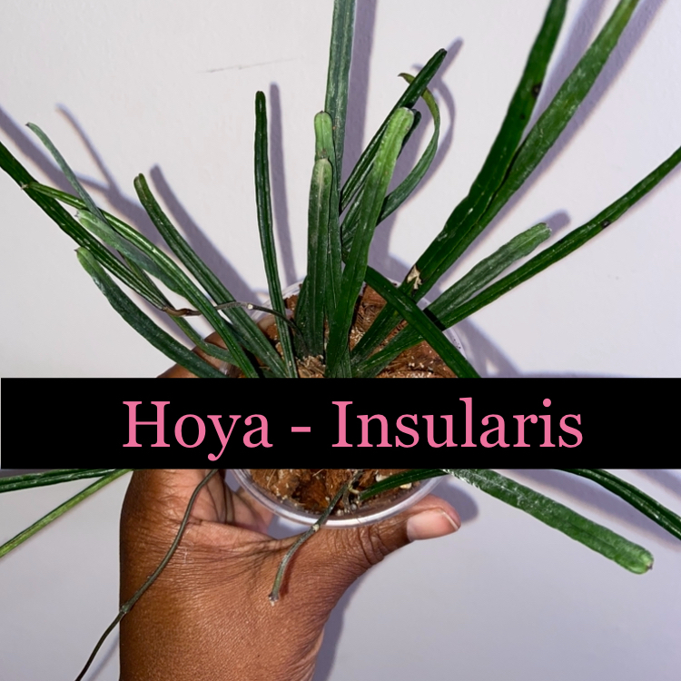 Photo of the plant species Tampa Butterfly Orchid by @AwesomePlants named Hoya - Insularis on Greg, the plant care app