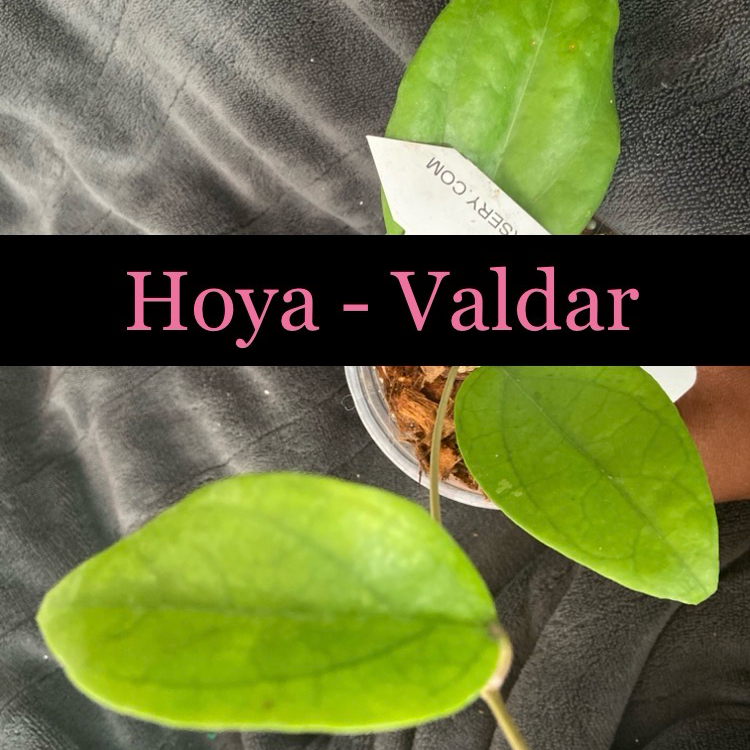 Photo of the plant species Cat Greenbrier by @AwesomePlants named Hoya - Valdar on Greg, the plant care app