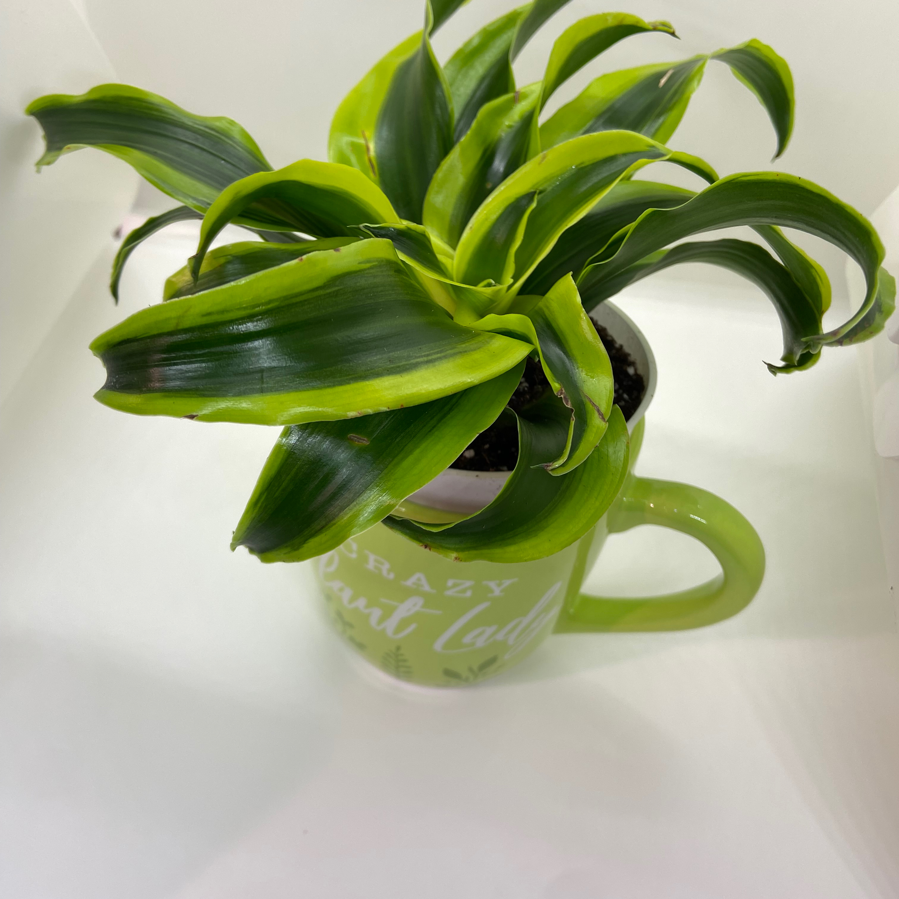 Dracaena 'Tornado' plant in a green mug with slight yellowing at leaf tips.