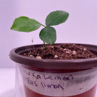 Eureka Lemon plant in Somewhere on Earth