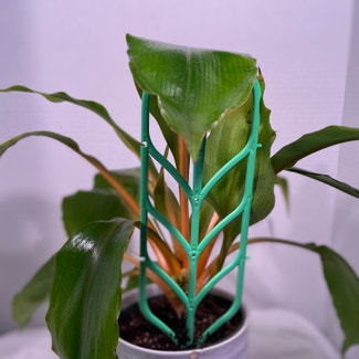Green Orange Spider Plant plant in Somewhere on Earth