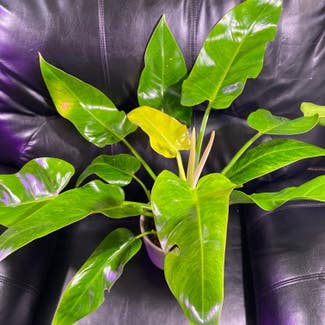 Philodendron Calkins Gold plant in Somewhere on Earth