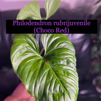 Philodendron El Choco Red plant in Somewhere on Earth