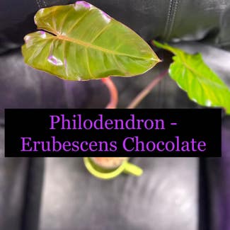 Philodendron erubescens 'Chocolate' plant in Somewhere on Earth