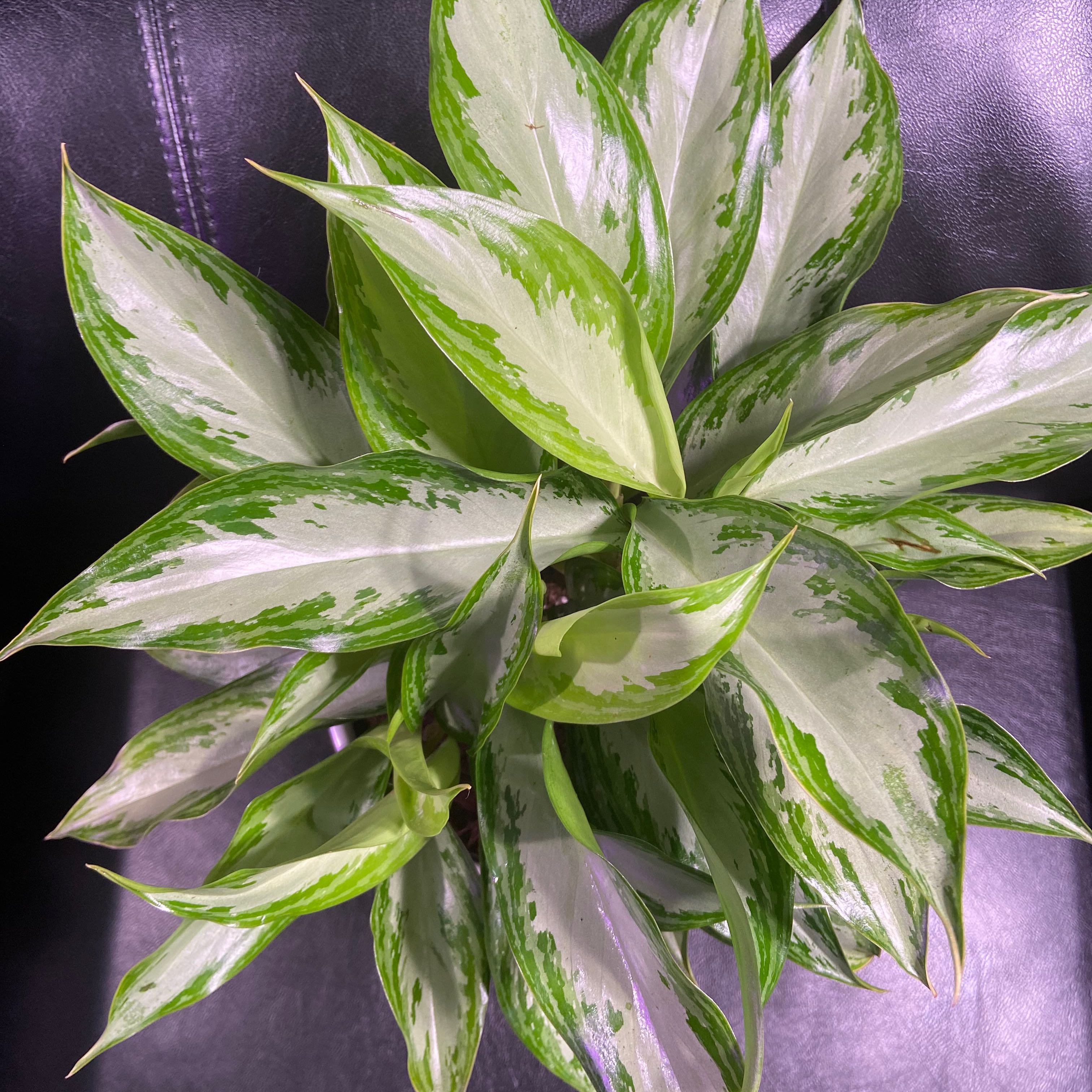 Healthy Aglaonema 'Silver Bay' plant with vibrant green and silver variegated leaves.