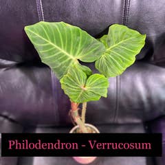 Philodendron - Verrucosum