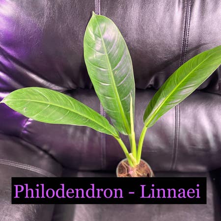 Photo of the plant species Linnaei Kunth by Awesomeplants named Philodendron - Linnaei on Greg, the plant care app