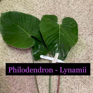Philodendron Lynamii plant in Somewhere on Earth