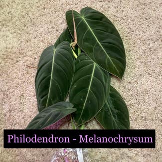 Black Gold Philodendron plant in Somewhere on Earth