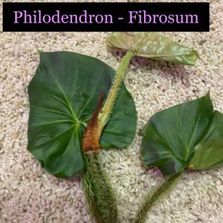 Philodendron fibrosum plant in Somewhere on Earth
