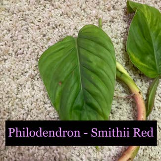 Philodendron Smithii Red plant in Somewhere on Earth