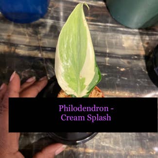 Philodendron 'Cream Splash' plant in Somewhere on Earth