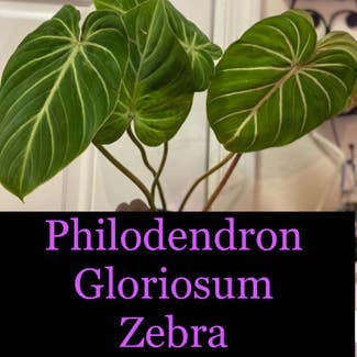Philodendron Gloriosum Zebra plant in Somewhere on Earth