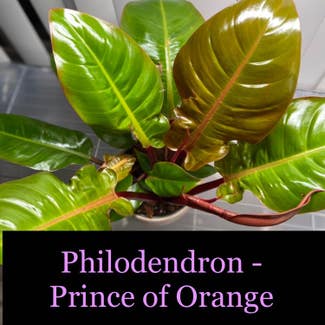 Blushing Philodendron plant in Somewhere on Earth