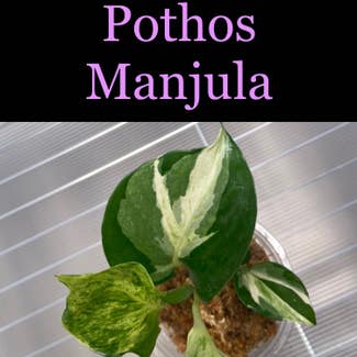 Manjula Pothos plant in Somewhere on Earth