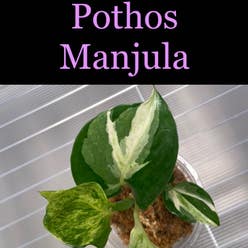 Manjula Pothos plant