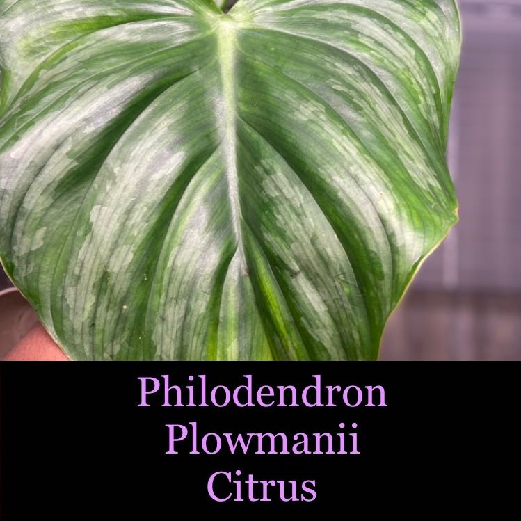 Philodendron - Plowmanii - Citrus