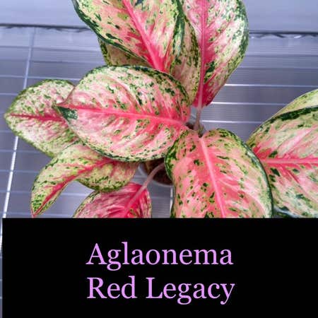 Photo of the plant species Aglaonema 'Legacy' by @AwesomePlants named Aglaonema - Red Legacy on Greg, the plant care app