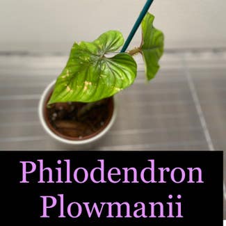 Arrowhead Plant plant in Somewhere on Earth