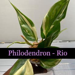 Philodendron 'Rio' plant