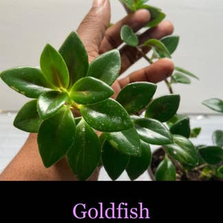 Goldfish Plant plant in Somewhere on Earth