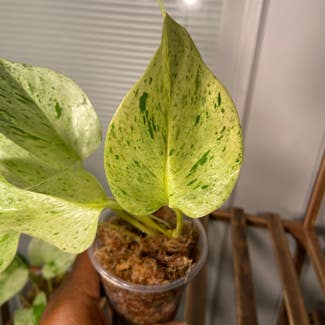 Golden Pothos plant in Somewhere on Earth