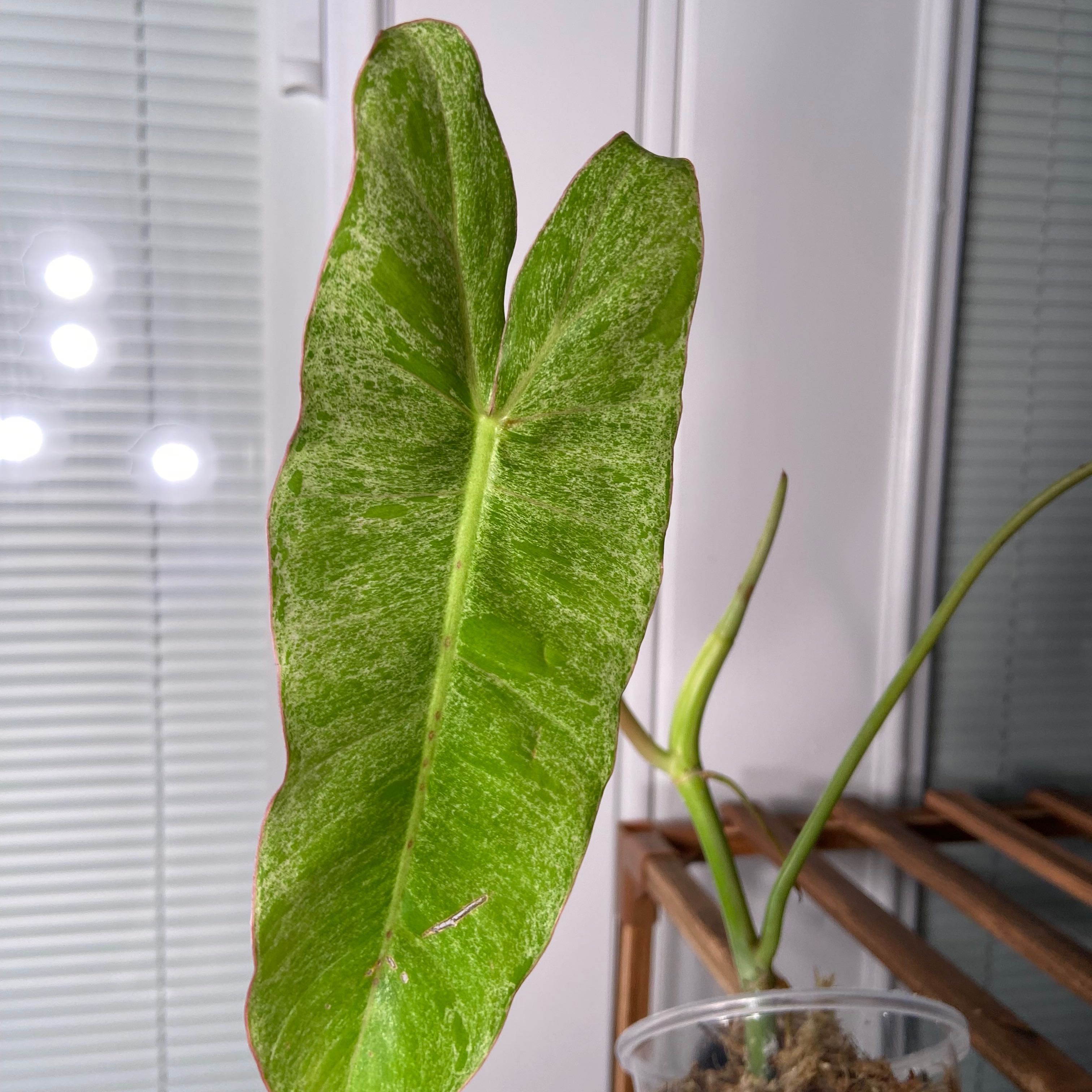 Close-up of a Paraiso Verde Philodendron leaf with minor browning edges, another plant and window blinds in the background.