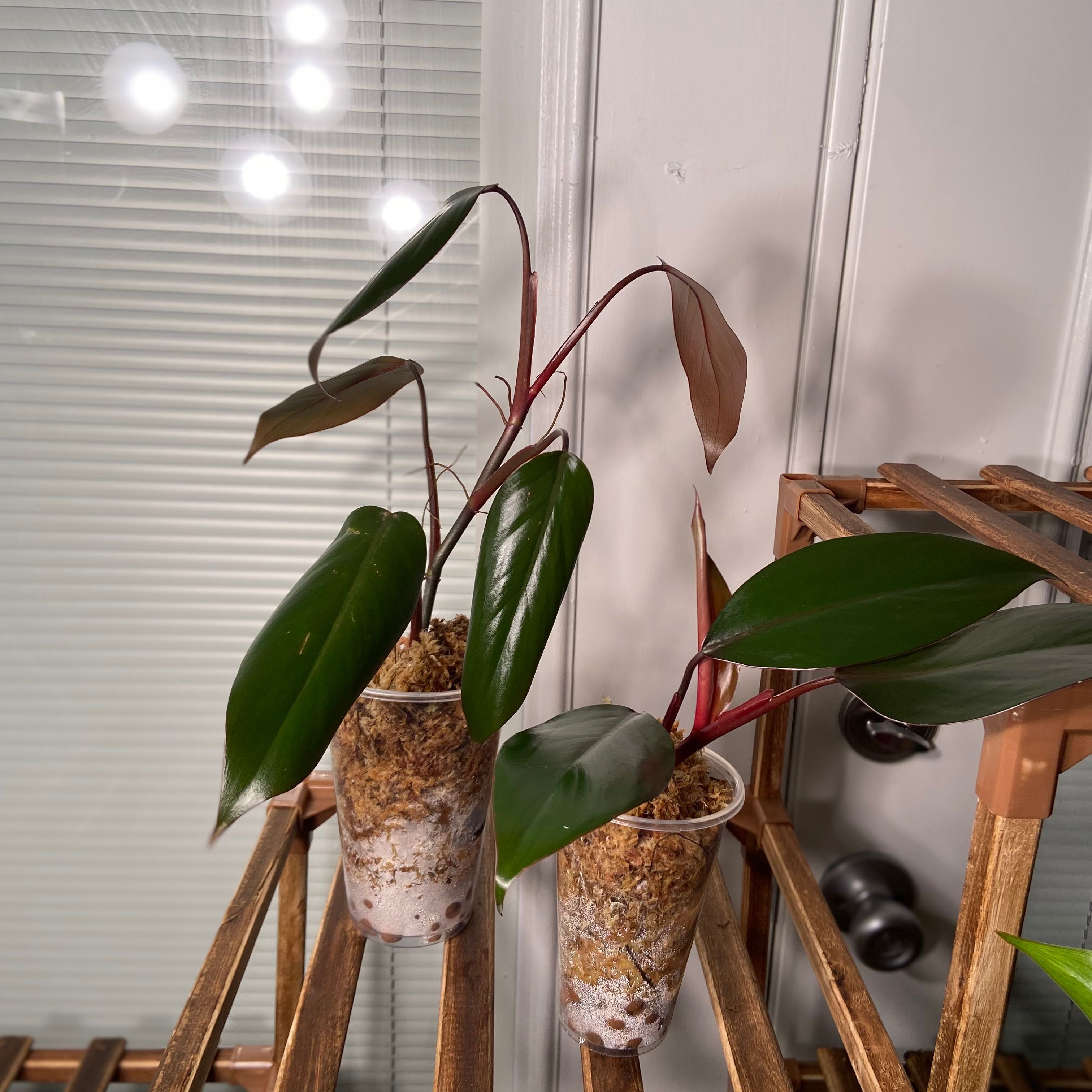 Philodendron Dark Lord plant with dark green leaves and reddish stems in a pot on a wooden stand.
