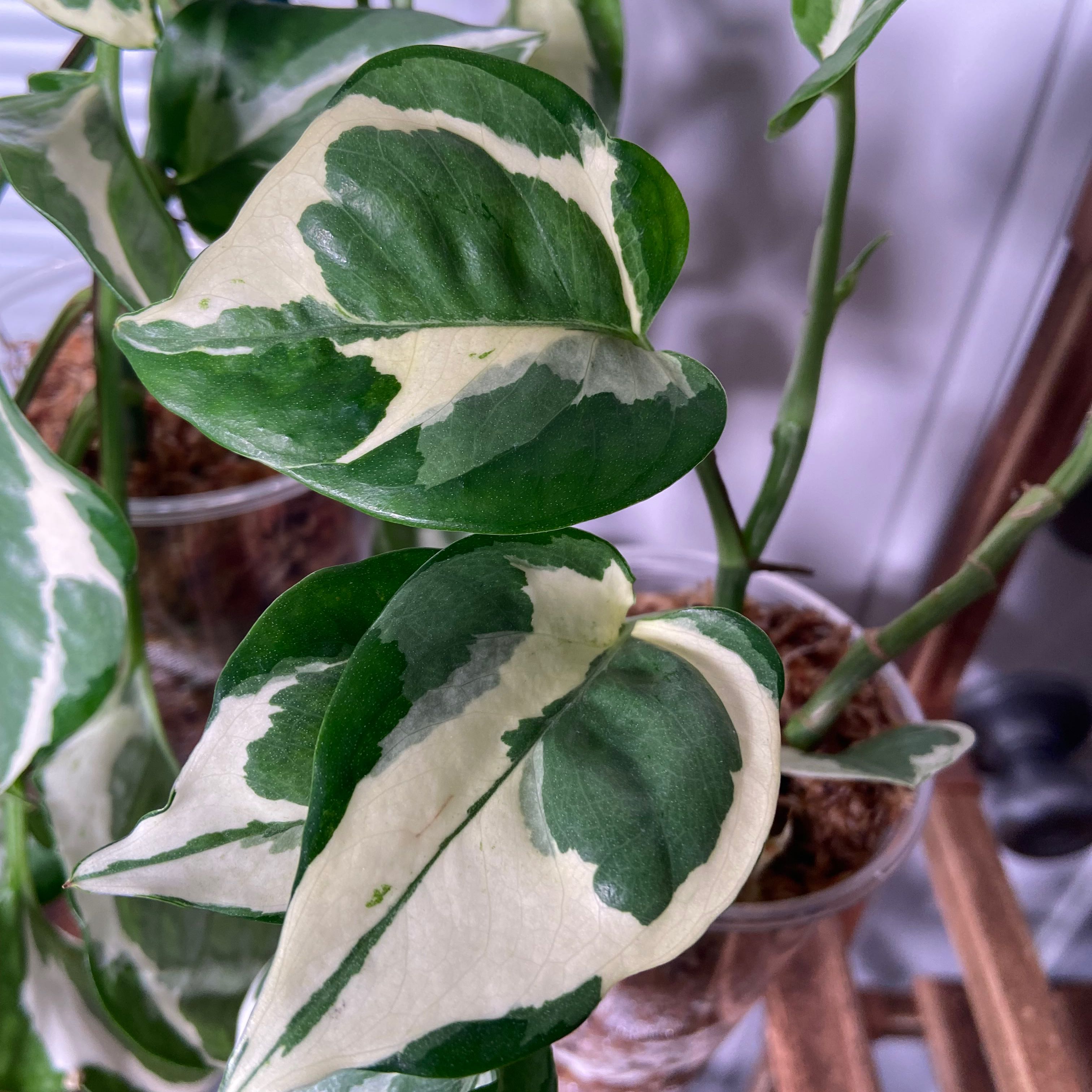Glacier Pothos plant with variegated green and white leaves, healthy appearance.