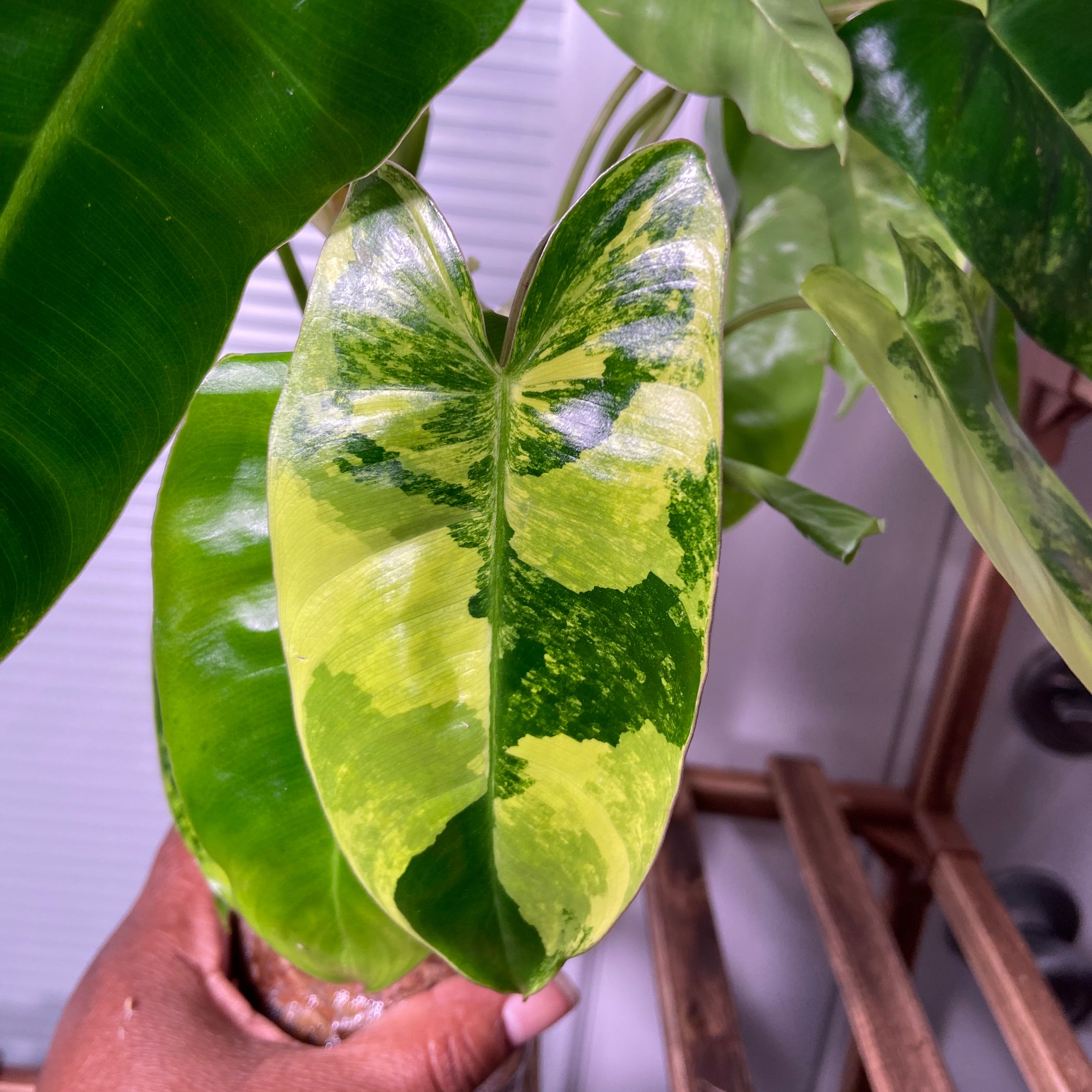 Burle Marx Variegata plant with variegated leaves, held by a hand.