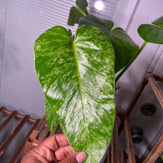 blizzard gigantium philodendron plant in Somewhere on Earth