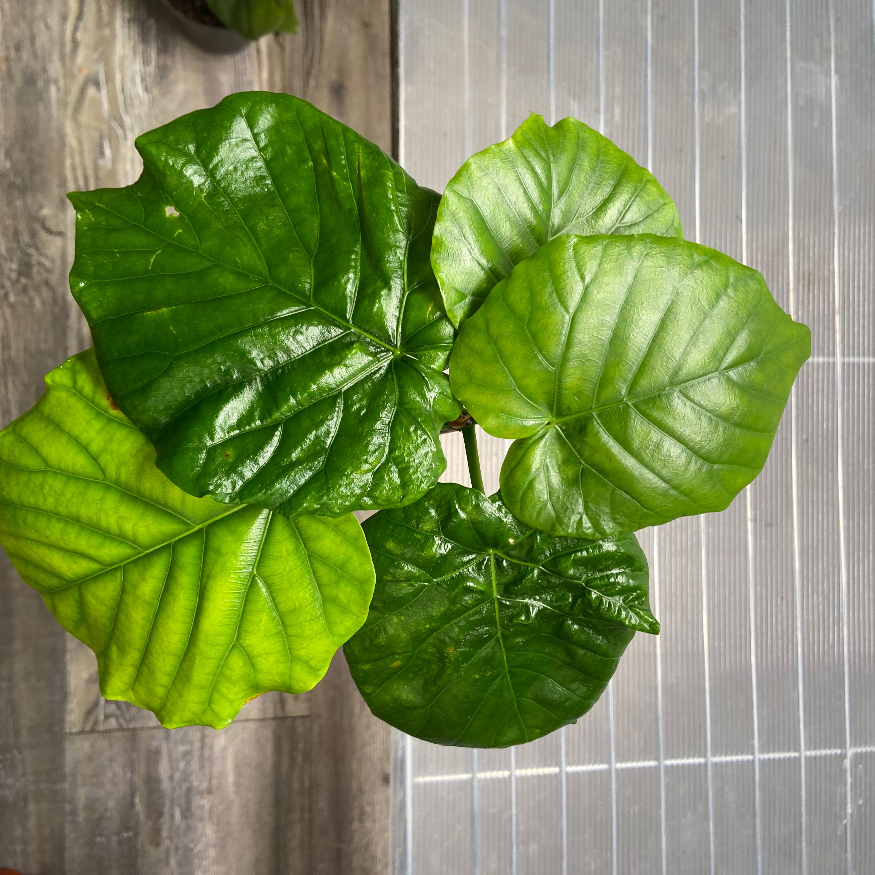 Ficus umbellata plant with large, glossy green leaves, appearing healthy.