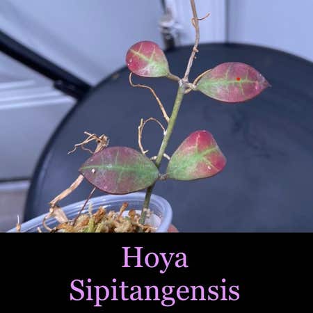 Photo of the plant species Hoya sipitangensis by @AwesomePlants named Hoya - Sipitangensis on Greg, the plant care app