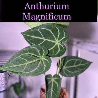 Anthurium magnificum plant in Somewhere on Earth