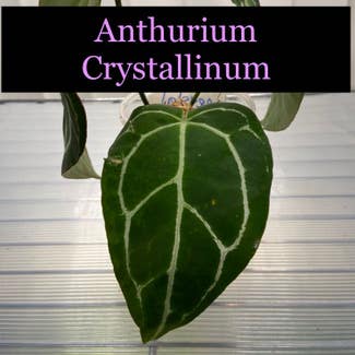Crystal Anthurium plant in Somewhere on Earth