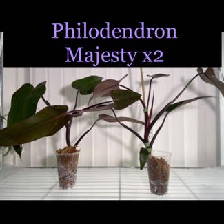 Philodendron 'Majesty' plant in Somewhere on Earth