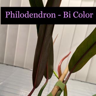 Philodendron BiColor plant in Somewhere on Earth