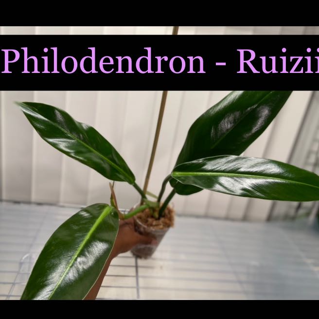 Photo of the plant species Philodendron Ruizii by @AwesomePlants named Philodendron - Ruizii on Greg, the plant care app