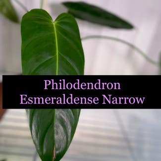 Philodendron Esmeraldense Narrow plant in Somewhere on Earth