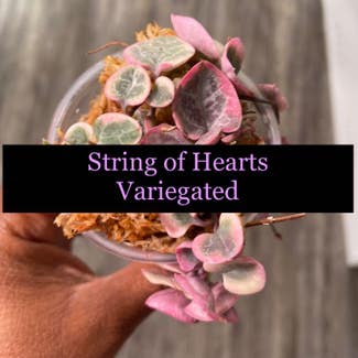 String of Hearts, varigated plant in Somewhere on Earth