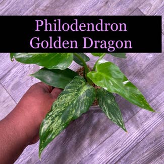 Philodendron Golden Dragon plant in Somewhere on Earth