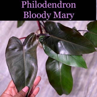 Bloody Mary Philodendron plant in Somewhere on Earth