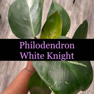 White Knight Philodendron plant in Somewhere on Earth