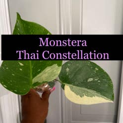 Thai Constellation Monstera plant