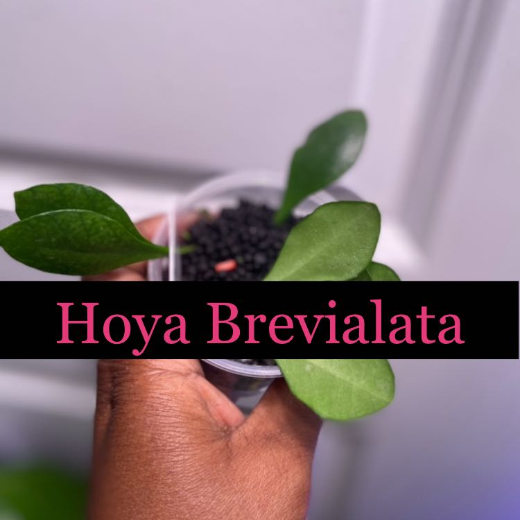 Photo of the plant species Hoya brevialata by @AwesomePlants named Hoya - Brevialata on Greg, the plant care app