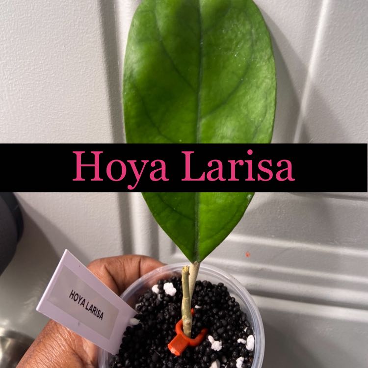 Photo of the plant species Hoya Larisa by @AwesomePlants named Hoya - Larisa on Greg, the plant care app