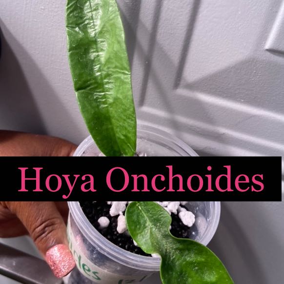 Photo of the plant species Hoya onychoides by @AwesomePlants named Hoya - Onychoides on Greg, the plant care app