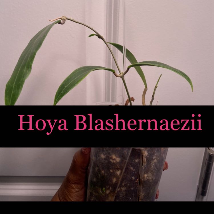 Photo of the plant species Hoya 'Blashernaezii Album' by @AwesomePlants named Hoya - Blashernaezii on Greg, the plant care app
