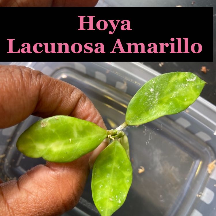 Photo of the plant species Karo by @AwesomePlants named Hoya - Lacunosa Amarillo on Greg, the plant care app