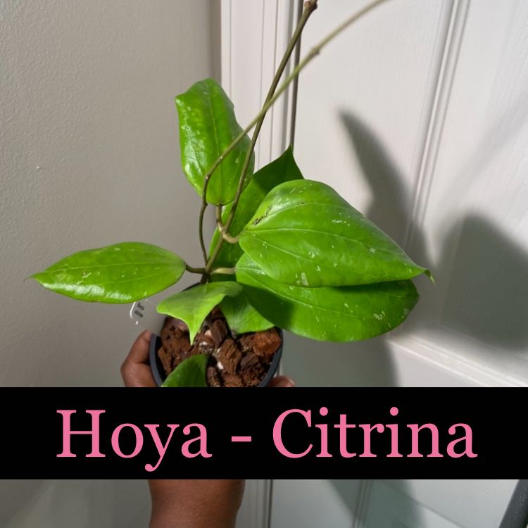 Photo of the plant species Cat Greenbrier by @AwesomePlants named Hoya - Citrina on Greg, the plant care app